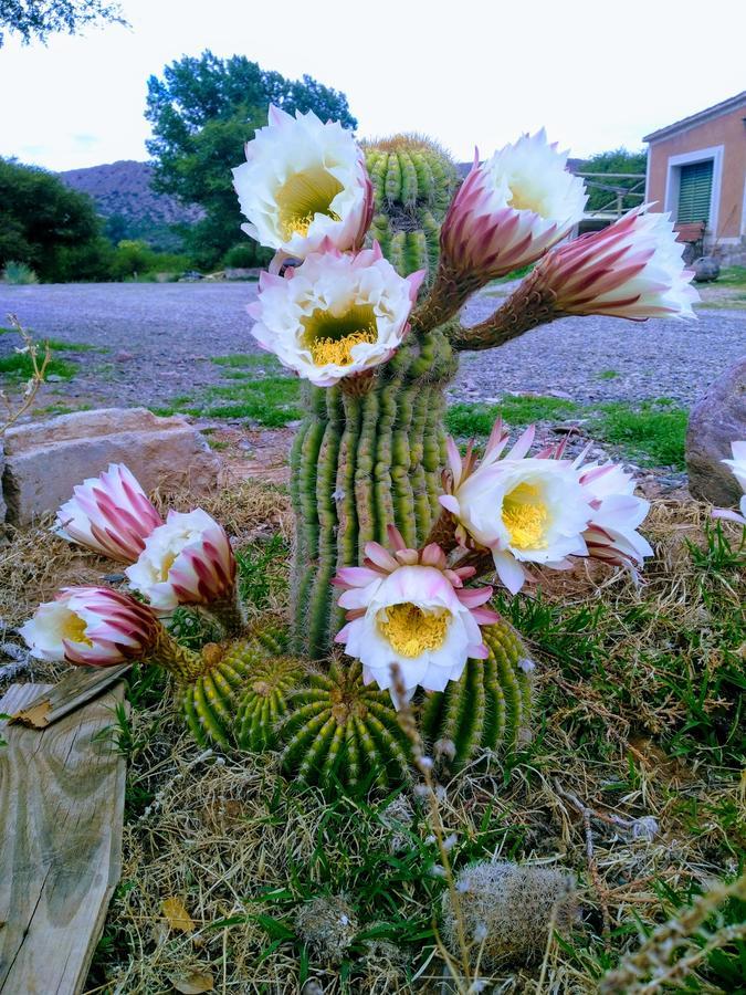 El Churqui Humahuaca Eksteriør billede
