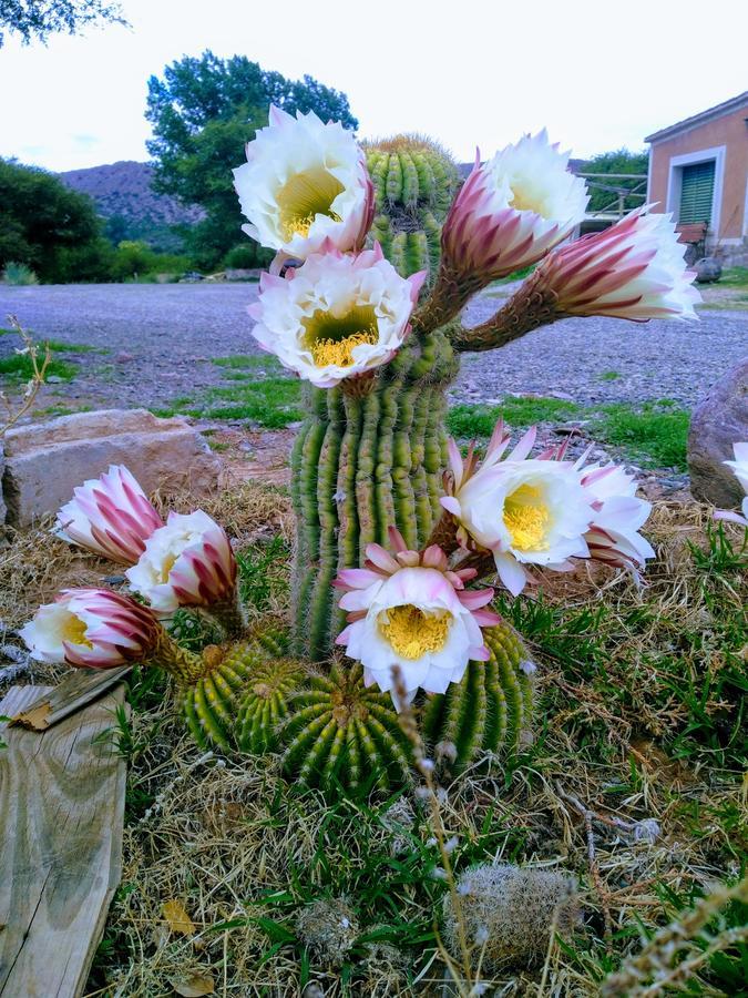 El Churqui Villa Humahuaca Eksteriør billede